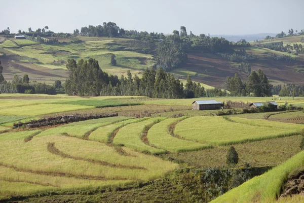 Boerderijen in de Ethiopische Hooglanden — Stockfoto