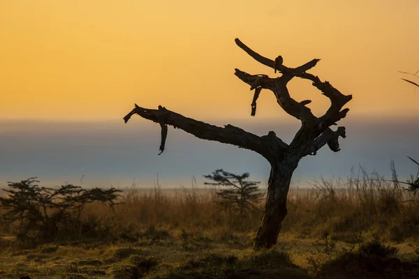 Amanecer africano — Foto de Stock