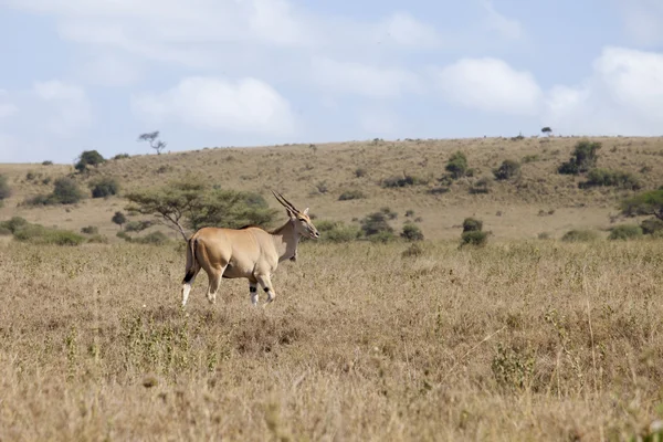 Dziki eland — Zdjęcie stockowe