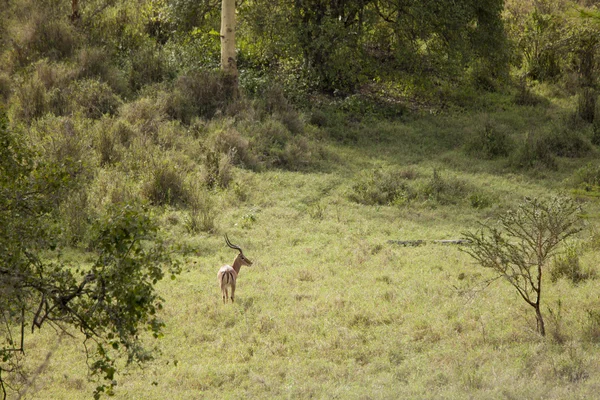 Impala na floresta — Fotografia de Stock