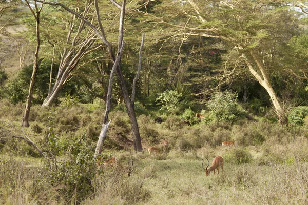 Mandria di impala — Foto Stock