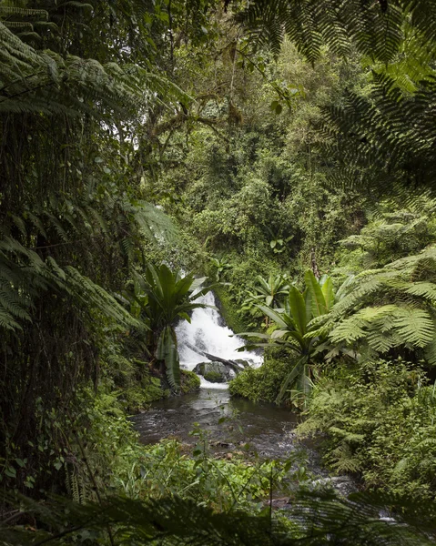 Водоспад у тропічних лісів в Кенії — стокове фото