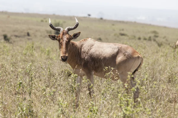 Hartebeest grazing — Stock Photo, Image