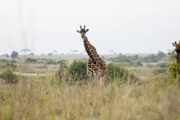 Żyrafy w Kenii — Zdjęcie stockowe