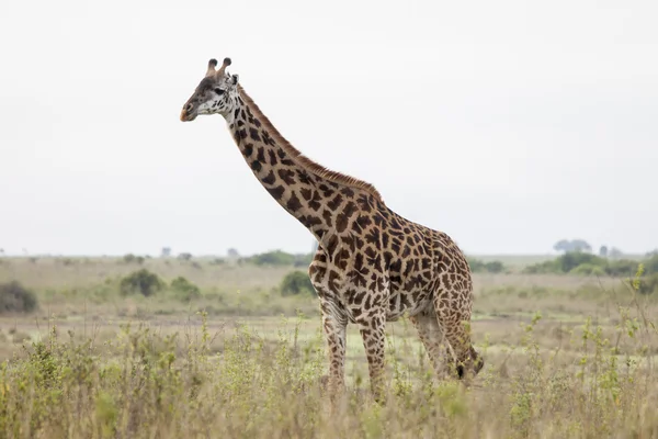 Giraff i kenya — Stockfoto