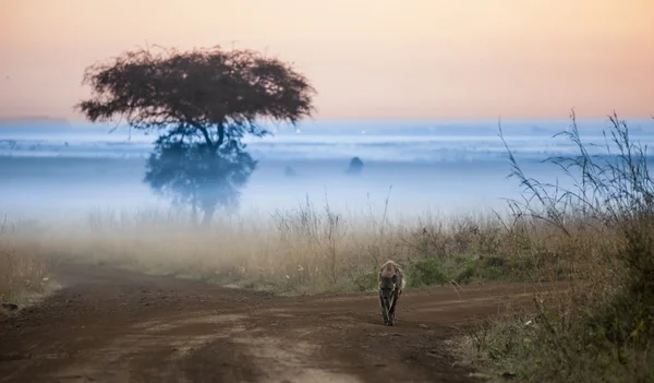 Hiena antes do amanhecer com nevoeiro — Fotografia de Stock
