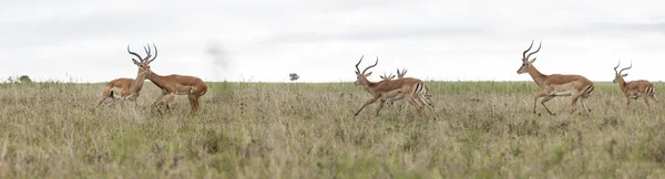 Panorama des gazelles thompsons — Photo