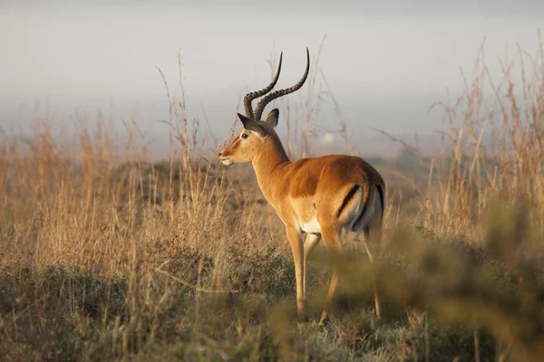 Thompsons gazelle — Stock Photo, Image