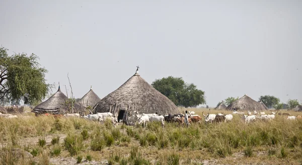 Vieh und Dorfbewohner, Südsudan — Stockfoto