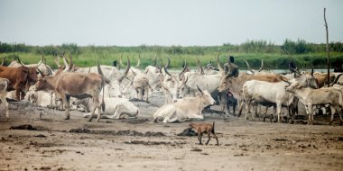 Güney sudan kampta sığır