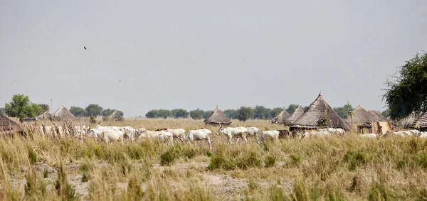 Gado e aldeia no Sudão do Sul — Fotografia de Stock