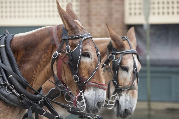 Two mules pulling in the rain — Stock Photo, Image