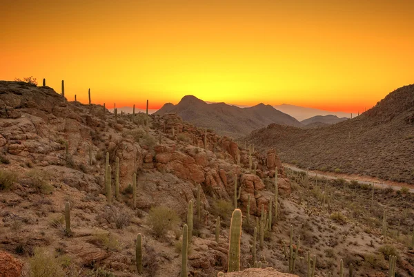 Hajnal előtt Sonoran sivatagban — Stock Fotó