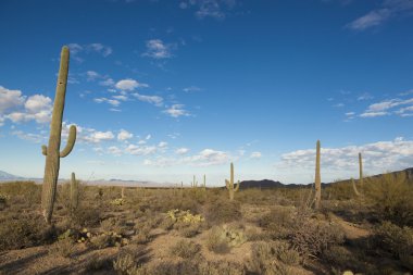 Şafakta Sonoran Çölü