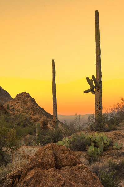 Соноранская пустыня в Даун
