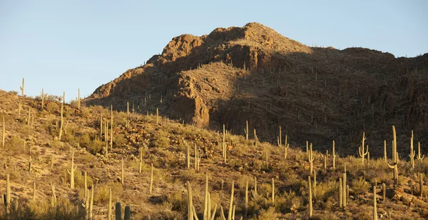 A sonoran sivatagban panoráma — Stock Fotó