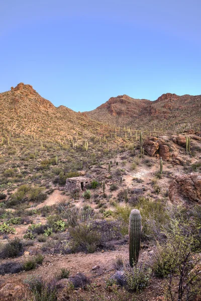 A sonoran sivatagban HDR-kép — Stock Fotó