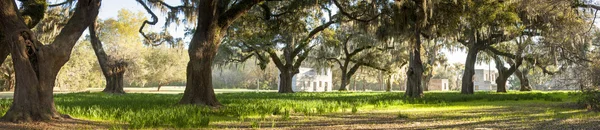 Plantation ruins, south carolina — Stock Photo, Image