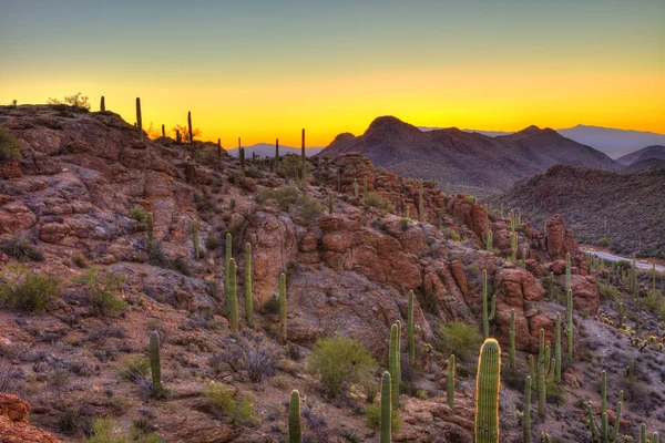 Zonsopgang in de Sonorawoestijn — Stockfoto