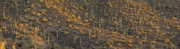 Forêt de cactus saguaro, arizona — Photo