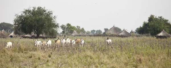 Gado na aldeia africana — Fotografia de Stock