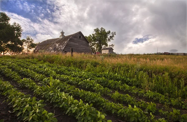 Soja veld bij dageraad — Stockfoto