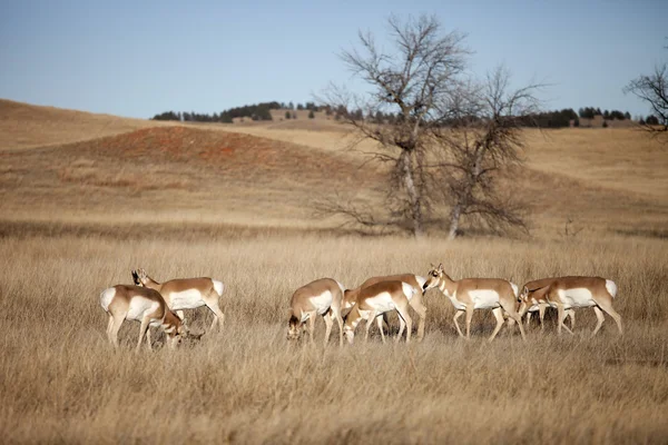 Troupeau d'antilopes de pronghorn — Photo