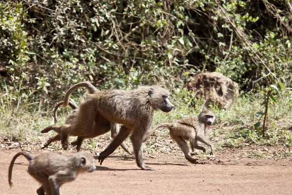 Grupo de babuínos — Fotografia de Stock