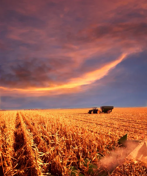 Agricultura ao pôr do sol — Fotografia de Stock