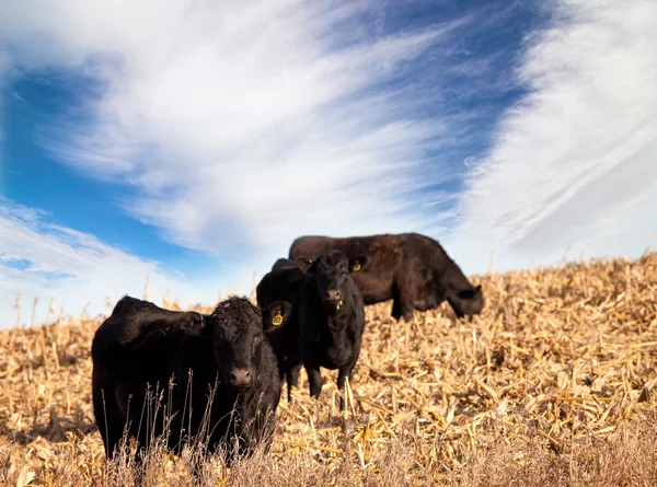 Black Angus cattle — Stock Photo, Image