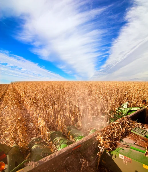 Harvesting corn — Stock Photo, Image