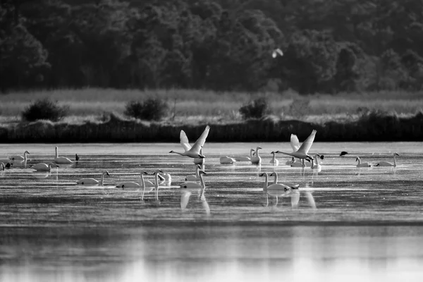 Cisnes da tundra — Fotografia de Stock