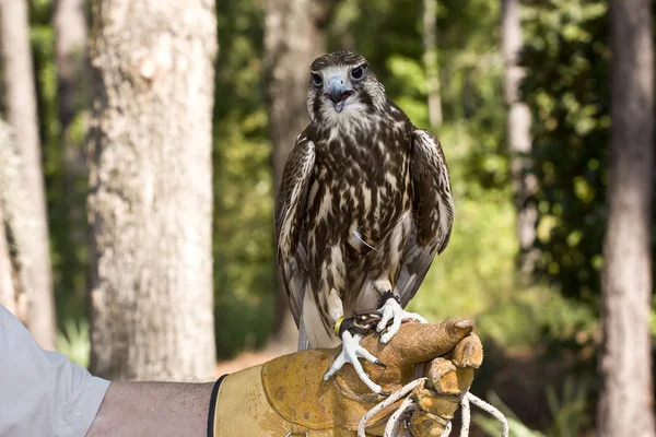 Pilgrimsfalk å sidan — Stockfoto