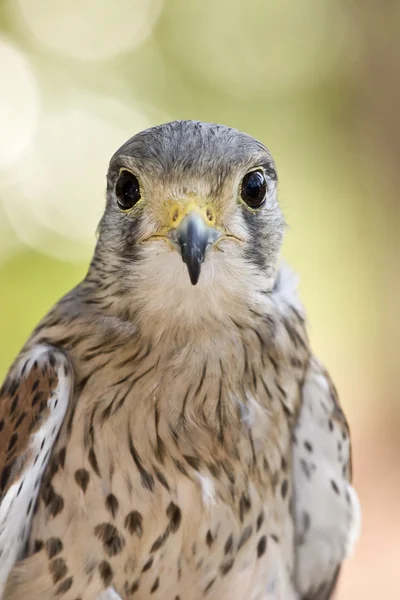 Eurasiska tornfalk — Stockfoto