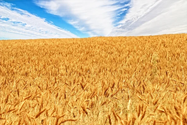 Пшеничное поле с голубым небом — стоковое фото