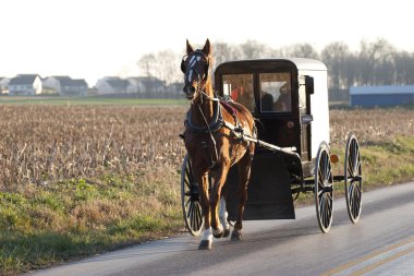 amish at arabası