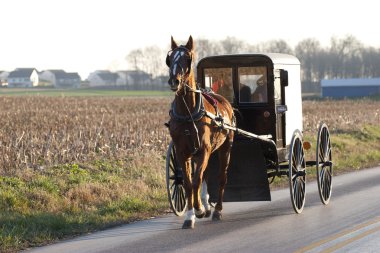 amish horse cart clipart