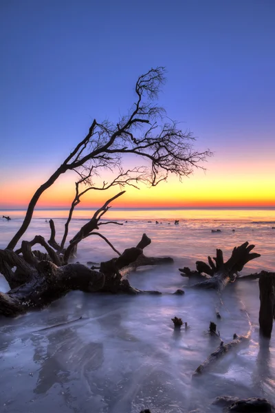 Fallen tree and ocean, hdr — Stock Photo, Image