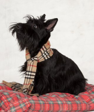 Scottie