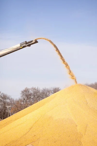 Grain — Stock Photo, Image