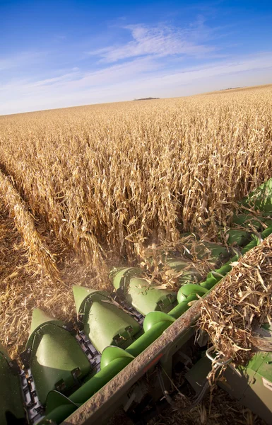 Harvesting corn crop — Stock Photo, Image