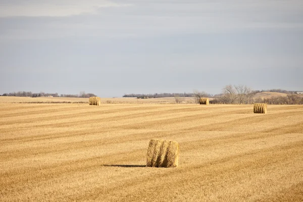 Campo d'oro — Foto Stock