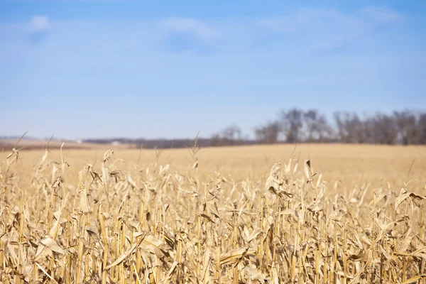 Majsfält och himmel — Stockfoto