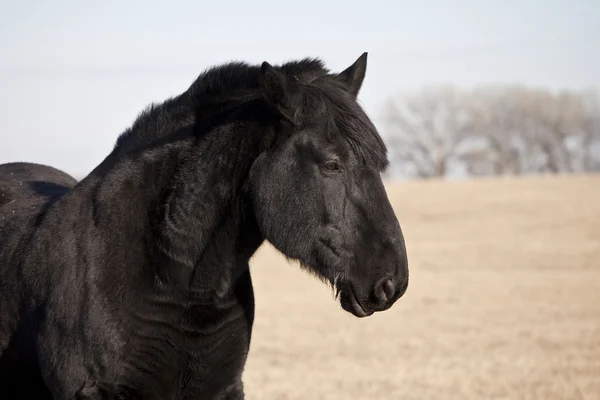 Percheron horse — Stockfoto