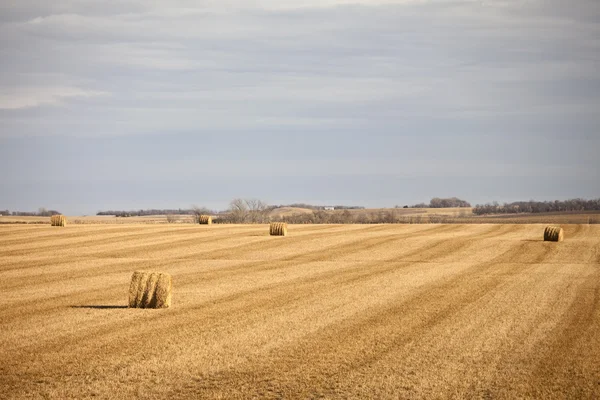 収穫 — ストック写真