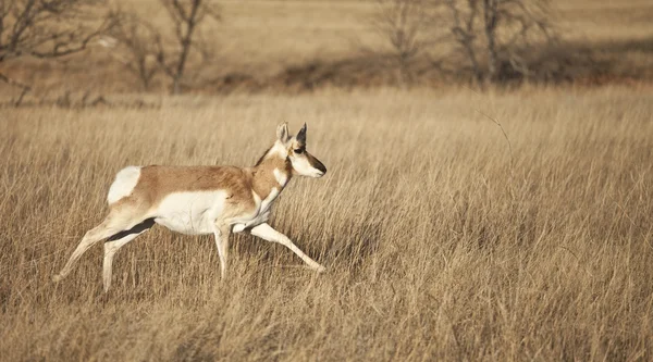 Antilope di pronghorn — Foto Stock