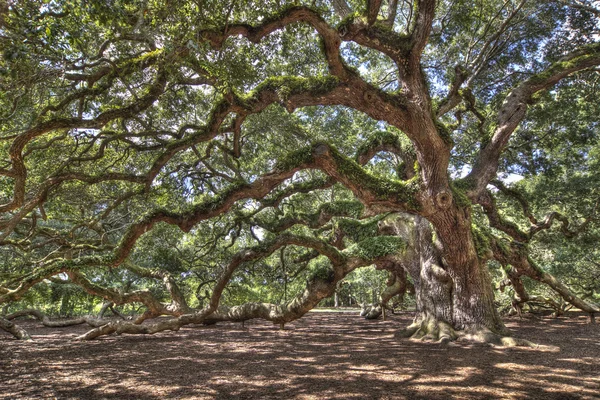 Starověké live oak tree — Stock fotografie