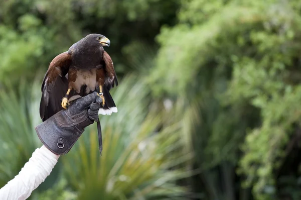 Hawk redo för attack — Stockfoto