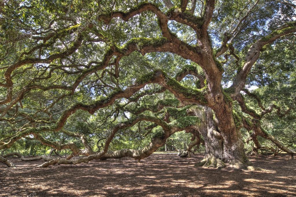 Ancient live oak tree Stock Photo by ©Wollwerth 63595185