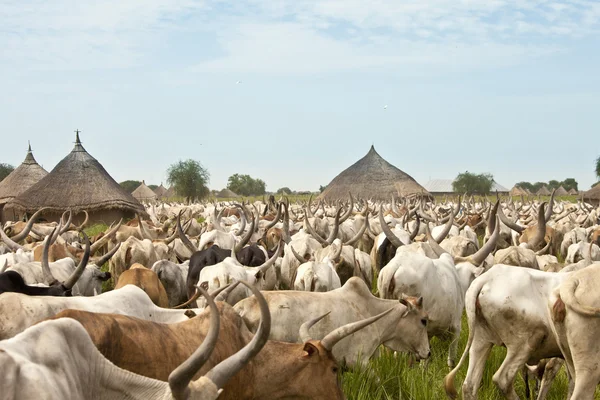 Cattle drive in South Sudan — Stock Photo, Image